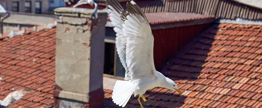 Residential Chimney Animal Removal Solution in Livonia, MI