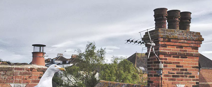 Chimney Cleaning And Restoration in Livonia, Michigan